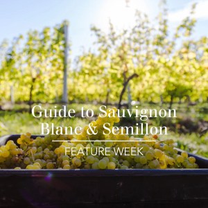 Marlborough sauvignon blanc 2025